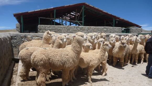 Los cobertizos protegen al ganado ante los fenómenos climáticos adversos como granizo, lluvias y heladas. (Foto: Andina)