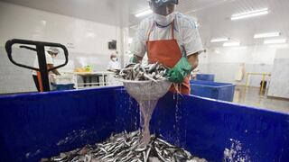 Captura de anchoveta: cuotas serían menores este año por Niño Costero