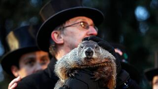 Día de la Marmota, historia: por qué se celebra el 2 de febrero en Estados Unidos 