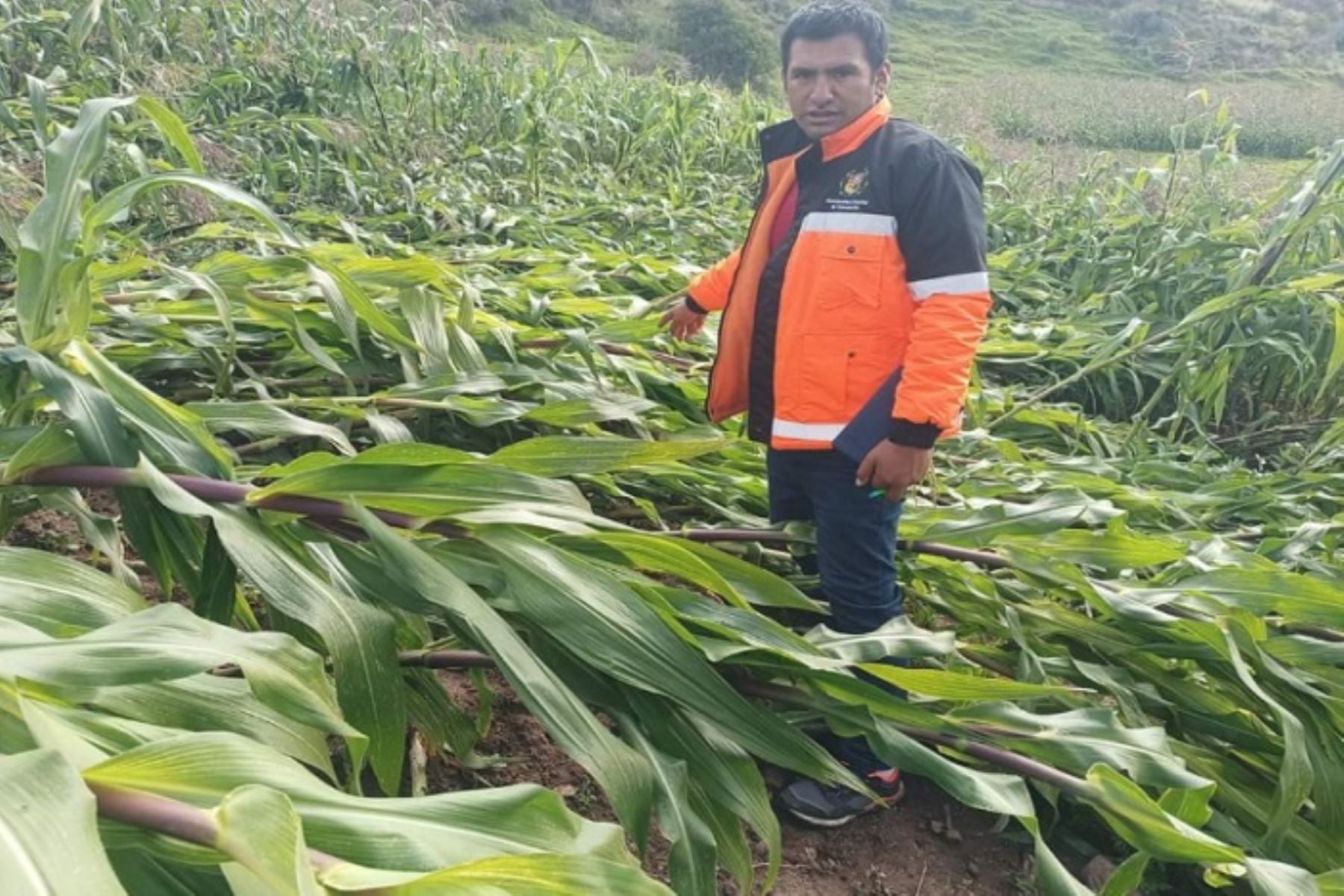 Cultivos de Maíz sufren daños por fuertes vientos en Ayacucho.