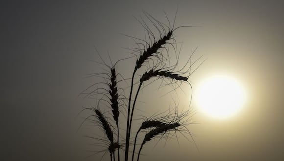 Espigas de trigo creciendo en un campo con el sol de fondo. Fotógrafo: Bloomberg Creative Photos/Bloomberg Creative Collection