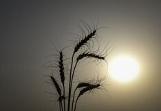 Ascenso de Milei aumentaría en 60% la cosecha de trigo argentino en 2024