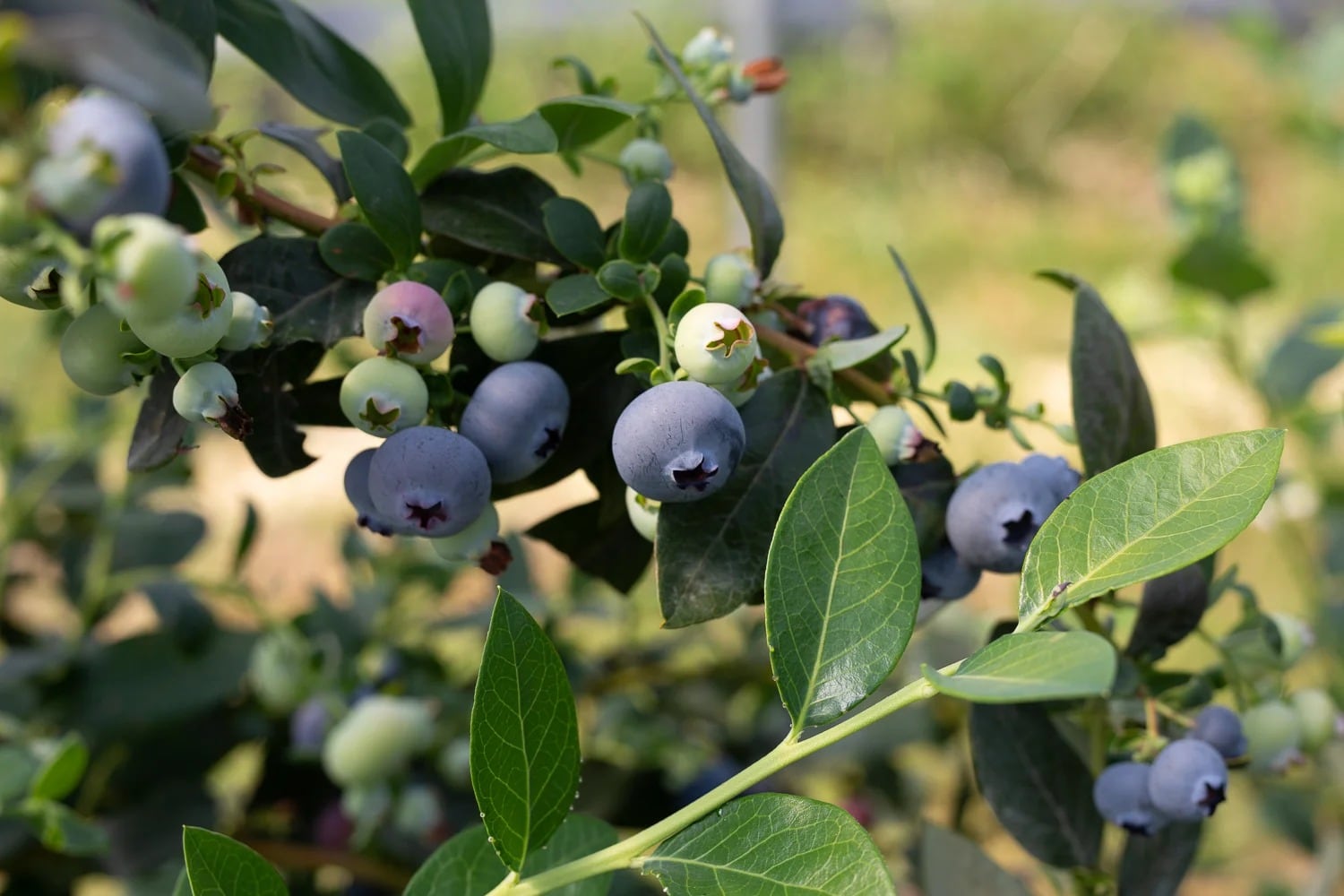 AgroBerries incorporó a Perú dentro de su red global para producir nuevas variedades premium de arándano. (Foto: MountainBlue)