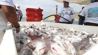 Sepa dónde comprar pescado al menor precio