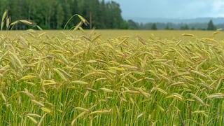 La Niña débil golpearía trigo de Argentina a fines del 2020 y podría afectar siembra de soja 