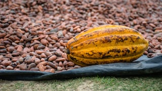 Del grano al chocolate: el plan de Machu Picchu Foods con el cacao en el Cusco
