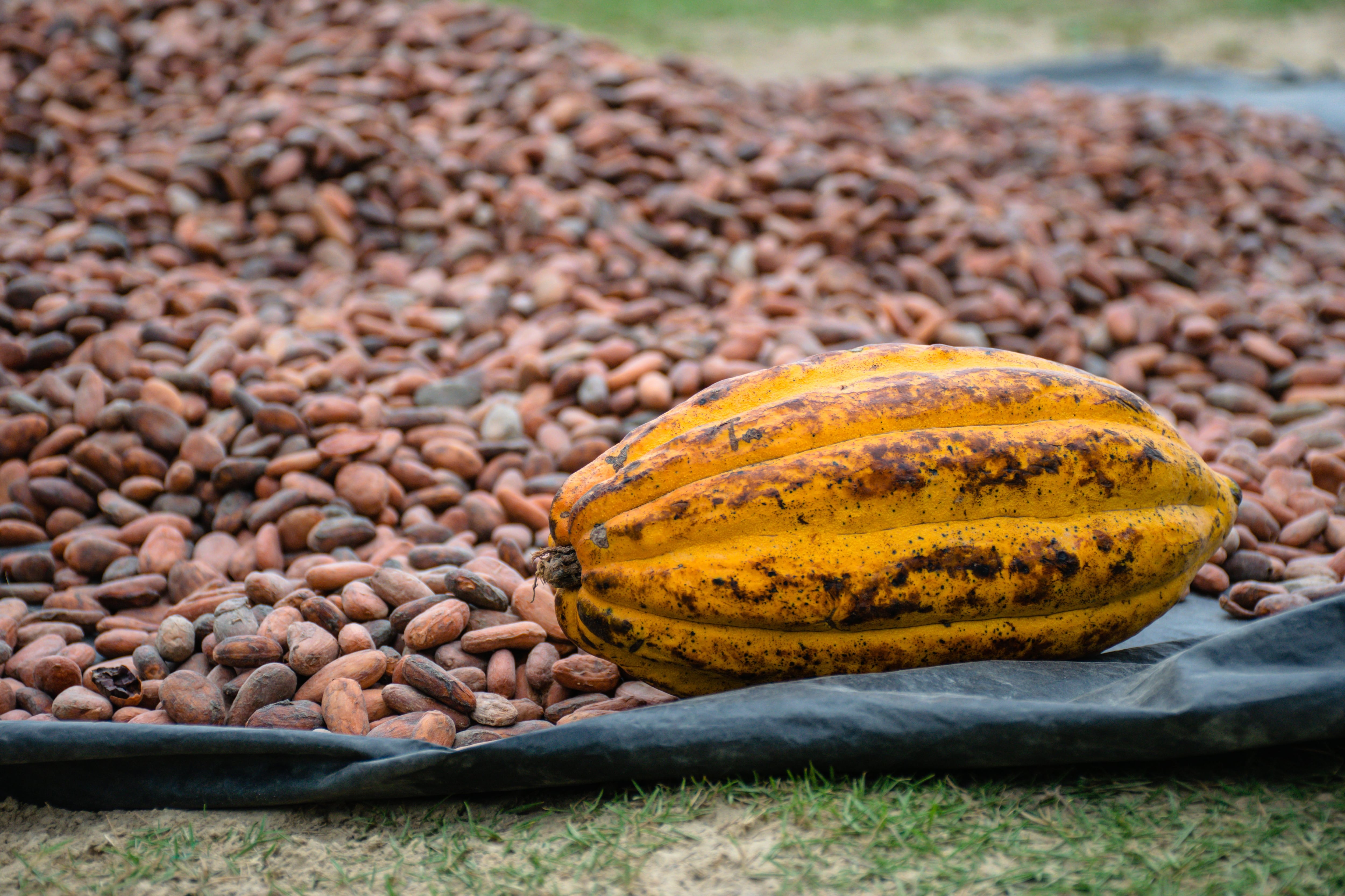 El cacao celebra hoy su Día Mundial a unos precios que evolucionan en las últimas semanas al alza y que a día de hoy se sitúan de media por encima de los 5,600 dólares por tonelada. Foto: Pexels.