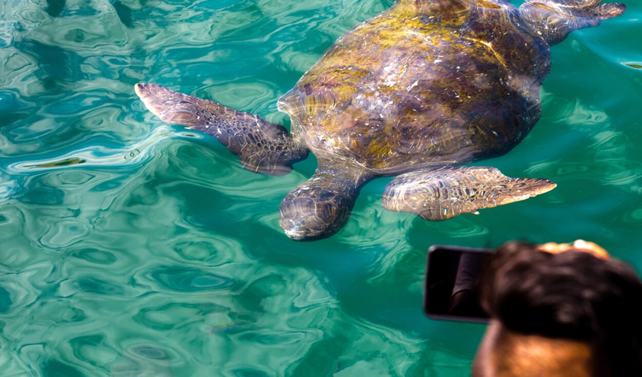 El Ñuro se encuentra en el distrito de Los Organos en Talara. Este lugar es perfecto para disfrutar en familia, ya que se puede nadar y bucear con tortugas marinas. Además, este pequeño puerto pesquero cuenta con un clima caluroso gran parte del año, así que si deseas alejarte del frio limeño esta es una buena opción. Foto: shutterstock