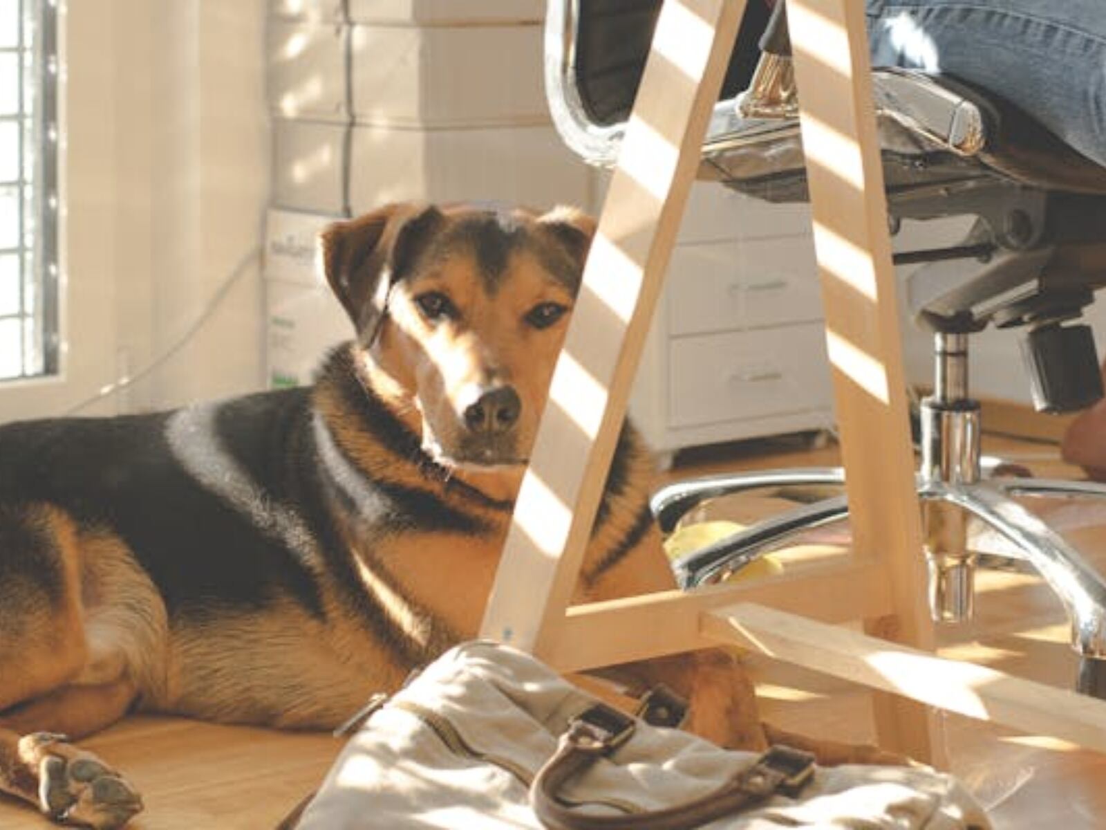 Un perrito acompaña a su dueño en el trabajo (Foto: Pexels)