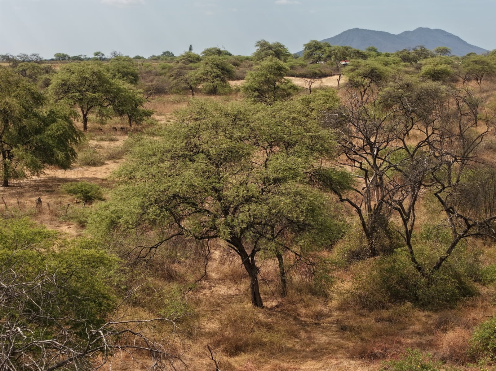 ¿Cuáles fueron las especies de árboles que más vigiló el Osinfor? (Foto: Osinfor)