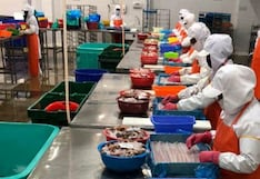 Anguila y pota, las especies con las cuales Sakana navega hacia mercado de Taiwán