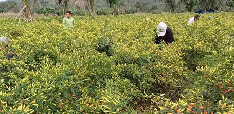 Pizca Foods es una empresa transnacional de origen ecuatoriano con presencia en el Perú desde hace más de 20 años. (Foto: ADEX)