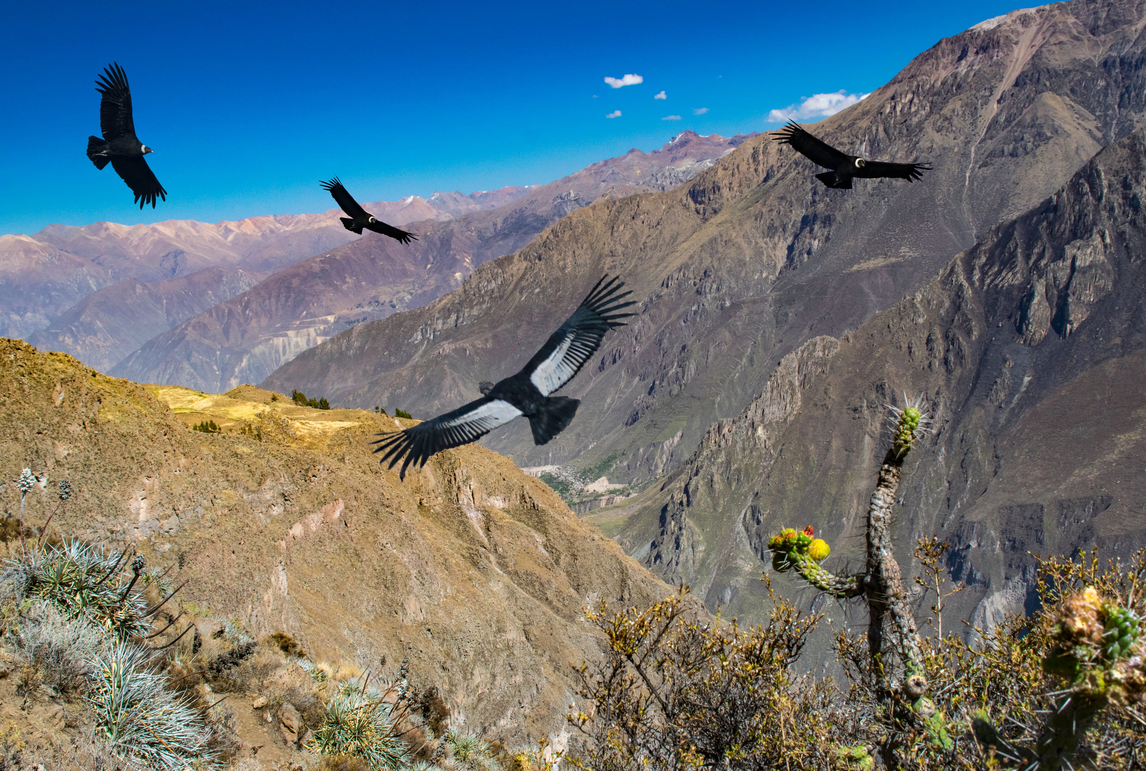 La menor oferta aérea internacional viene impactando el flujo de pasajeros hacia Perú, tras la cancelación o posible salida de algunas rutas internacionales. Foto: Andina