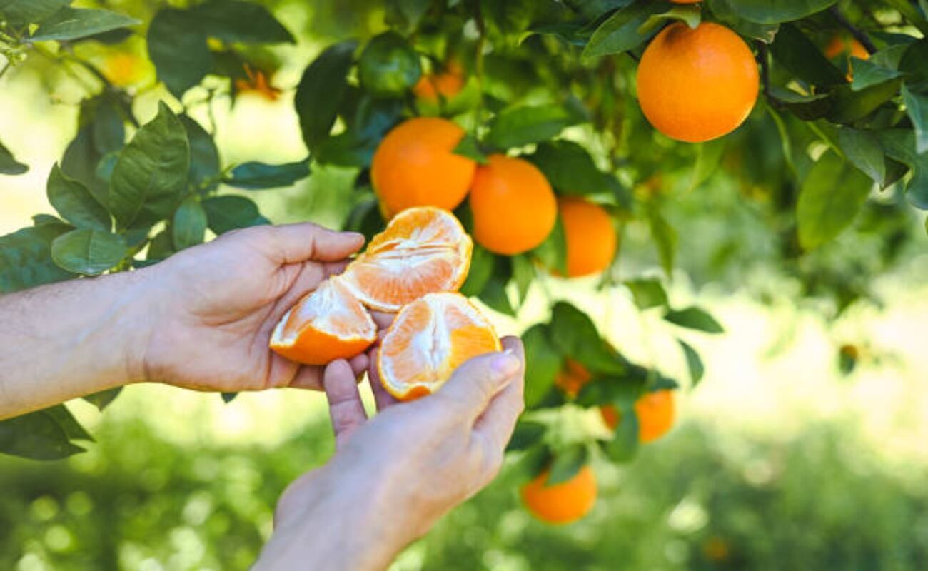 Entre enero y noviembre, las exportaciones peruanas de cítricos, incluyendo mandarinas, naranjas, tangelos, toronjas y limones, sumaron 293,413 toneladas. Foto: referencial.