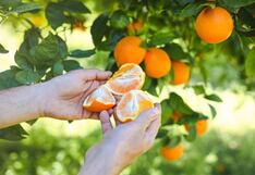 Exportación de cítricos crece 20%, “sacándole el jugo” a mercados más cercanos