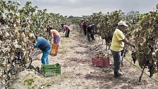 Sequía: ¿Los agricultores peruanos deberán cambiar de cultivos  para enfrentarla?