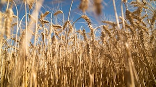 Sequía y heladas amenazan cosecha récord de trigo de Argentina