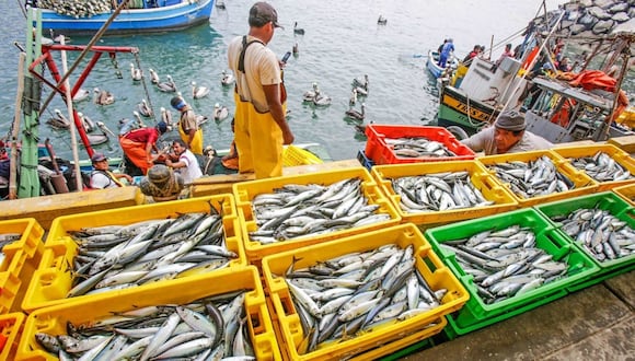 Produce indica que el impulso de la pesca se debe al mayor desembarque de especies marítimas, especialmente anchoveta para harina y aceite de pescado, generando U$S 385 millones.