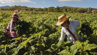 Minagri: Sector agropecuario creció 2% entre enero y mayo