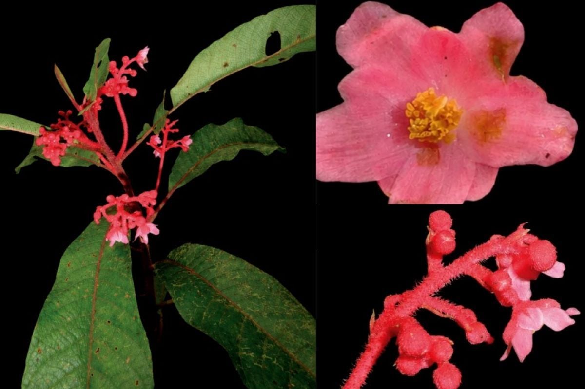La nueva especie Saurauia vanderwerffii fue descubierta en el Bosque de Protección Pui Pui, en Junín, y solo ha sido registrada en esta área natural protegida. Foto: Rocío Rojas.