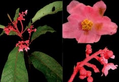 Junín: descubren nueva especie de planta endémica en el Bosque de Protección Pui Pui