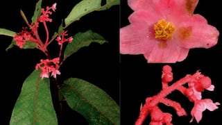 Junín: descubren nueva especie de planta endémica en el Bosque de Protección Pui Pui