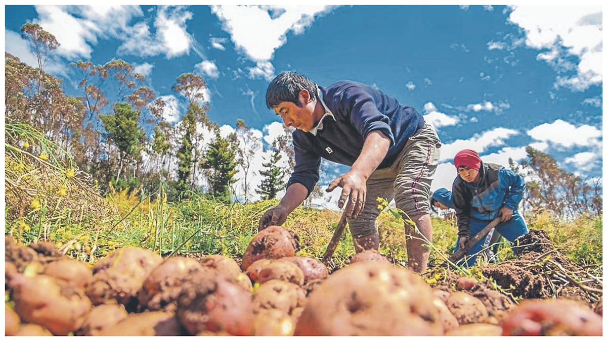 el cultivo de papa estaría entre los más afectados por el FEN en esta campaña