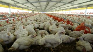 Por cada peruano hay tres pollos de engorde, según censo del INEI