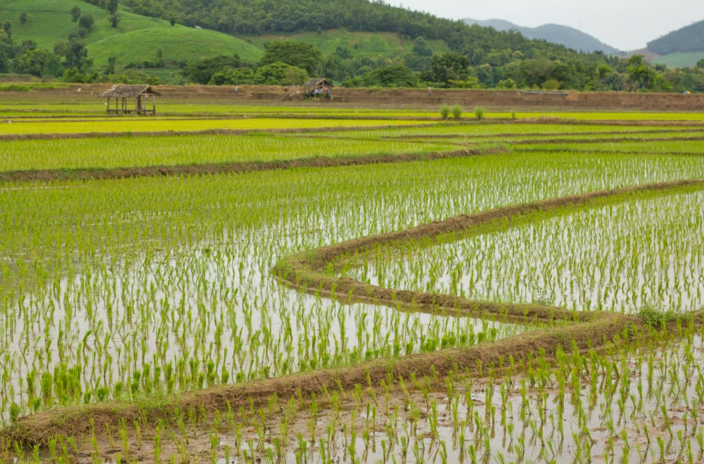 Antes de llegar al agricultor, las nuevas tecnologías son evaluadas en centros de investigación y parcelas demostrativas. (Foto: Pexels)