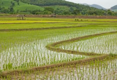 Modelo para arroz chino apunta a la costa peruana y al cultivo de secano: la propuesta