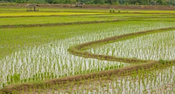 Modelo para arroz chino apunta a la costa peruana y al cultivo de secano: la propuesta
