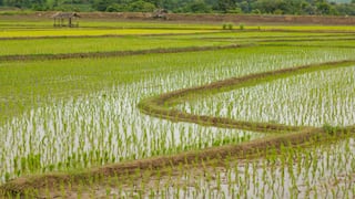 Modelo para arroz chino apunta a la costa peruana y al cultivo de secano: la propuesta