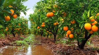 Empresas de cítricos cambian ante El Niño: los cultivos y mercados que ahora miran