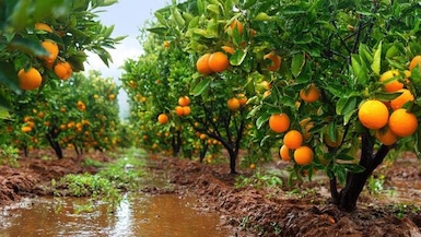 mandarinas