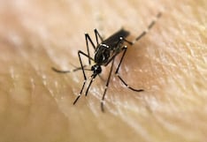 Alerta por dengue en Florida: qué condados están afectados y cómo protegerse de los mosquitos