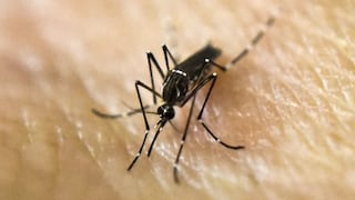 Alerta por dengue en Florida: qué condados están afectados y cómo protegerse de los mosquitos