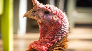 ¿Cuánto cuesta el pavo de Thanksgiving en 2023?