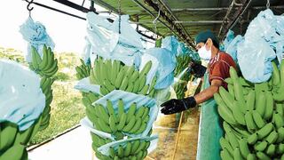 Productores de banano orgánico evalúan migrar a otros cultivos