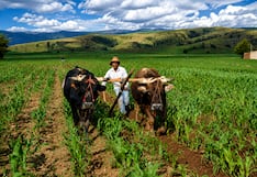 El Niño y su efecto desigual: los 6 cultivos que responderían “mejor” al calor y lluvia