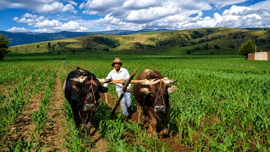 El incremento proyectado en la biomasa vegetal de algunos productos abre la oportunidad de mirar con lupa los rendimientos. (Foto: Andina y mejorada con IA)