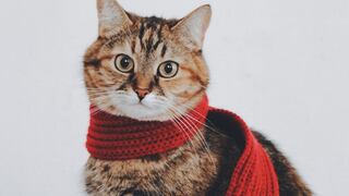 Día Nacional del Gato: cuál es el motivo por el que se celebra el 29 de octubre en Estados Unidos