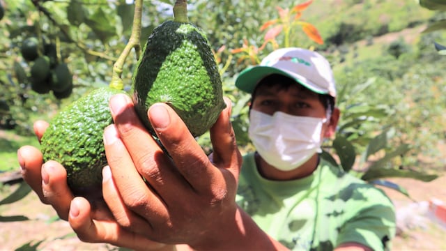 Perú busca 13 nuevos accesos para productos agrícolas, ¿de cuáles se trata? 