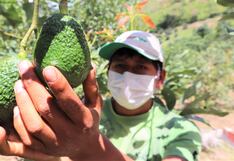 Midagri enfrenta plagas en cultivos de palta y lima usando controladores biológicos
