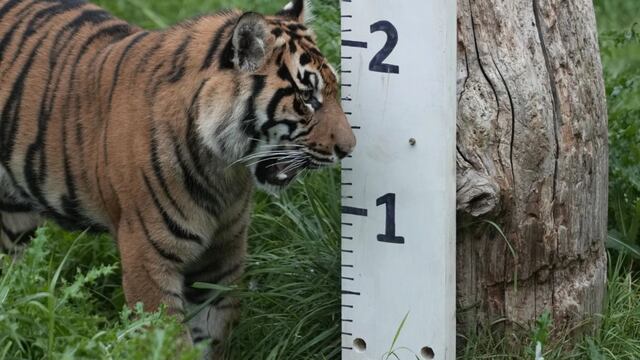 Desde el tigre hasta la tarántula, Zoo de Londres realiza el pesaje anual de animales