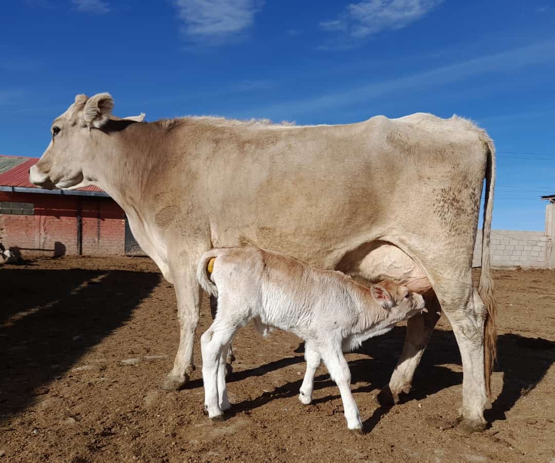 El instituto ya cuenta con la utorización oficial que permitirá fortalecer la generación de semen y embriones de bovino con alta calidad. Foto: INIA.