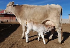 INIA prodrá producir material genético de ganado bovino