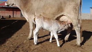 INIA prodrá producir material genético de ganado bovino