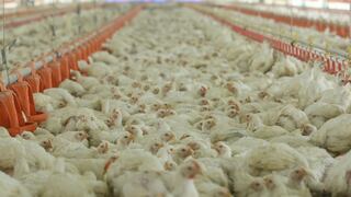 Precio del pollo alza vuelo: crece 25.9% en lo que va de mayo