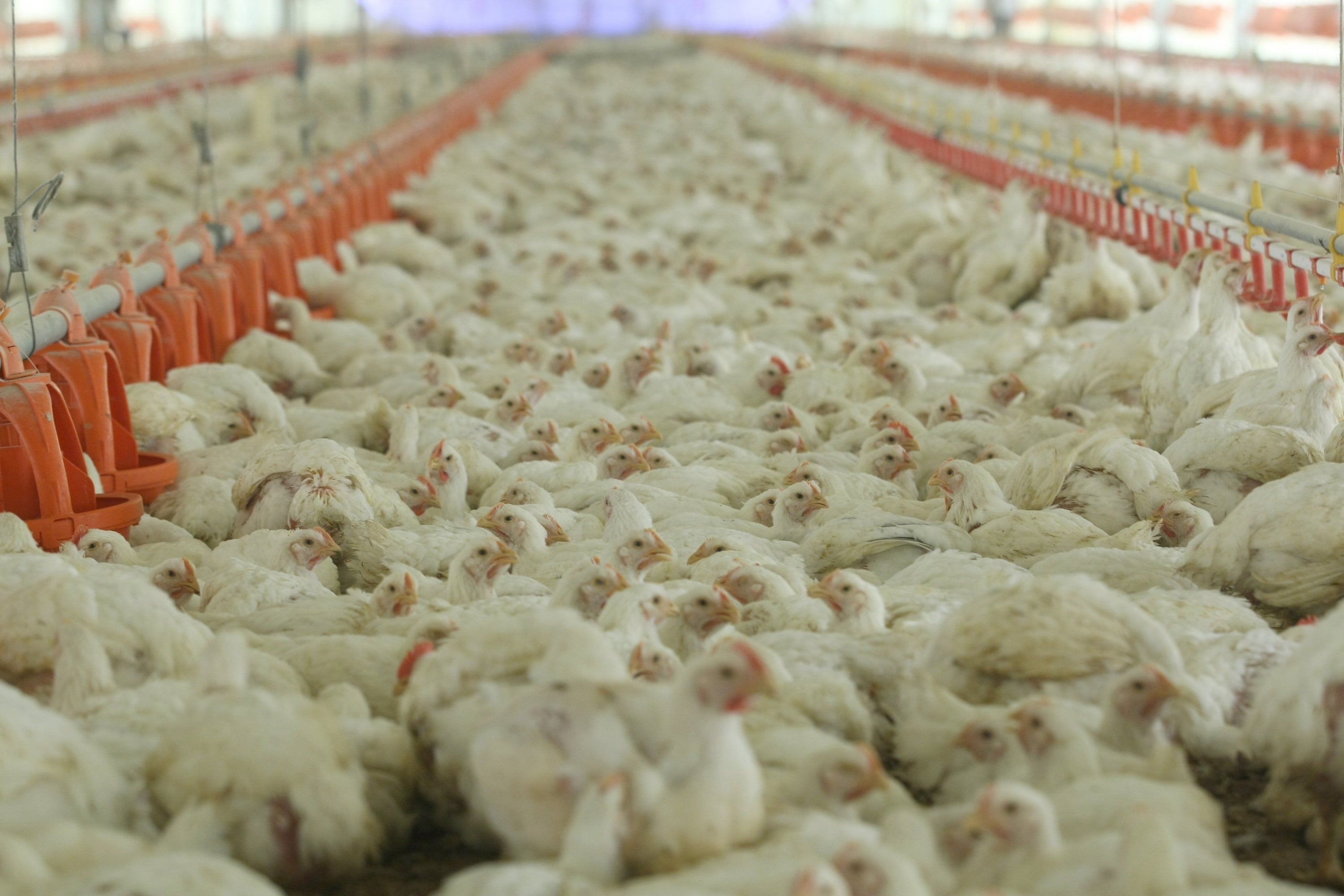 En la planta de Huaura, Redondos produce los alimentos pecuarios que abastecen a las granjas del Grupo Redondos del norte del Perú. (Foto: referencial).