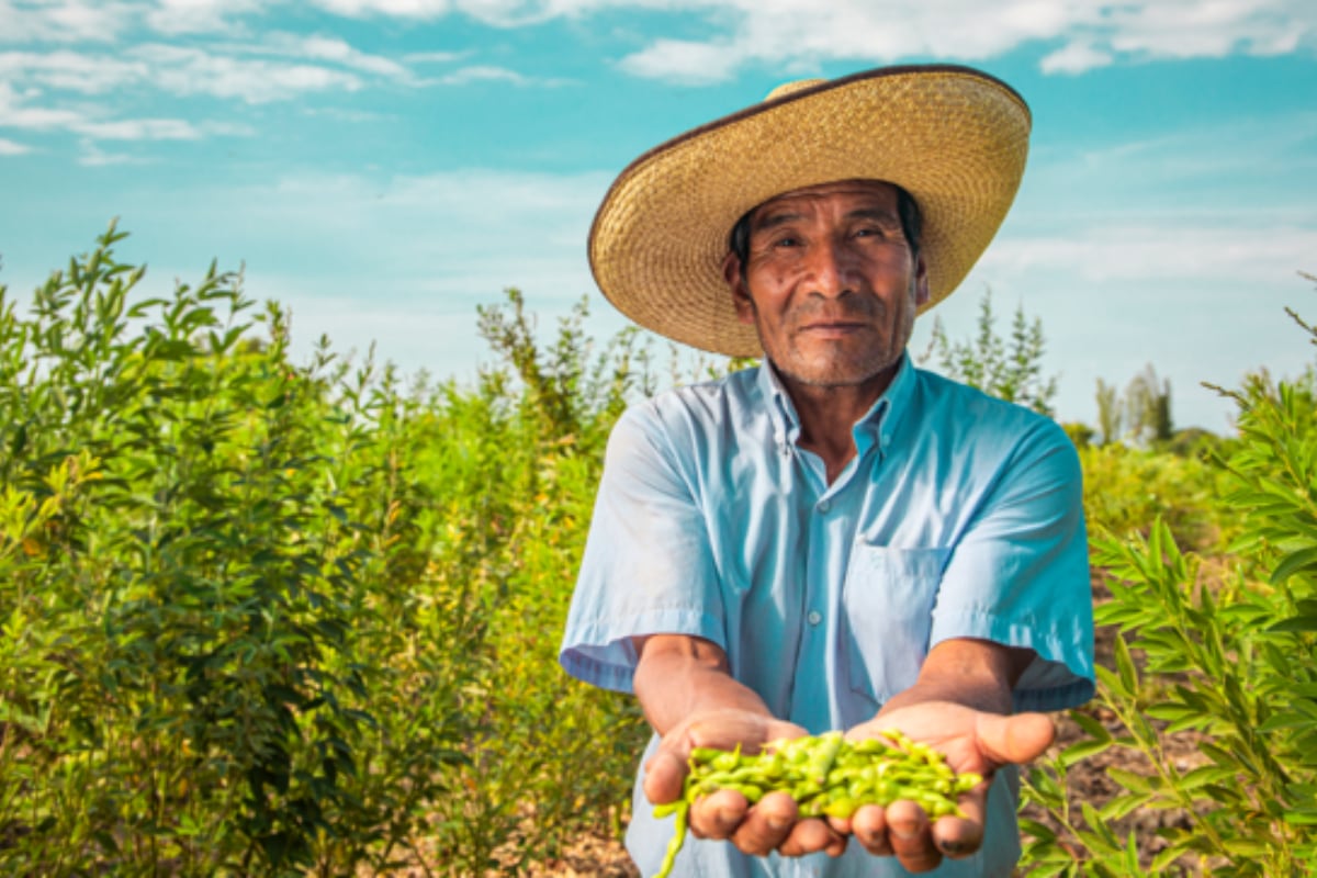 Produccion agrícola se recuperaría este 2024.
